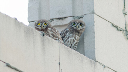 great grey owl