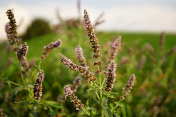 Blüten grüner Minze in Makro © Dobbert