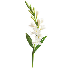 A sprig of tuberose on a white background