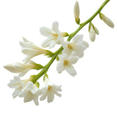 Fototapeta premium A sprig of tuberose on a white background