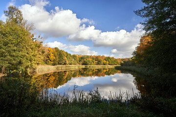 Fototapeta premium lake shore covered with reeds and trees in summer