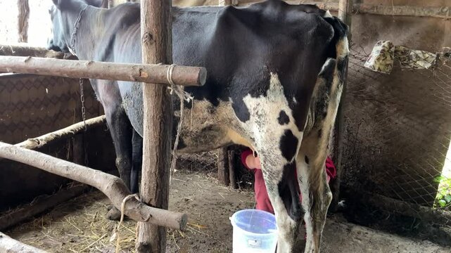 A woman's hand milking a cow