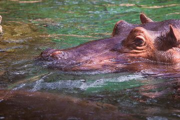photographs of hippos in nature in their natural habitat