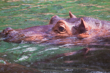 photographs of hippos in nature in their natural habitat