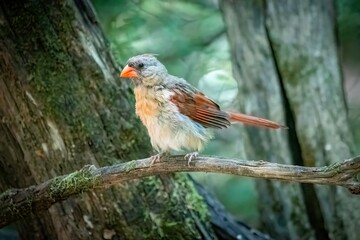 Northern Cardinal