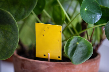 Fungus gnats stuck on yellow sticky trap. Non-toxic flypaper for Sciaridae insect pests around...