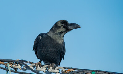 Close-up of a raven standing in full view