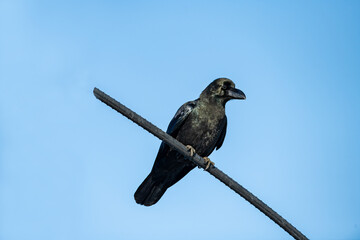 Close-up of a raven standing in full view