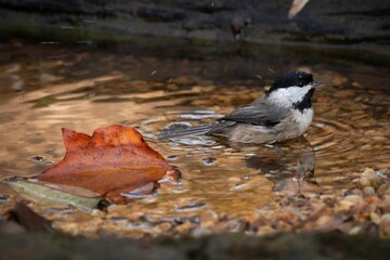 Carolina Chickadee