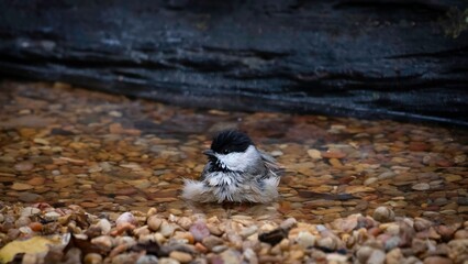 Carolina Chickadee