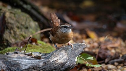 Carolina Wren