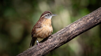Carolina Wren