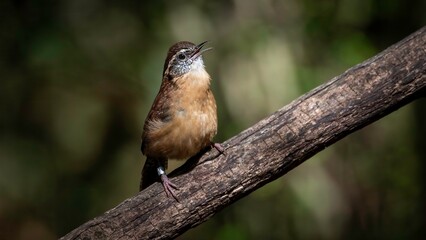 Carolina Wren