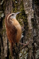 Carolina Wren