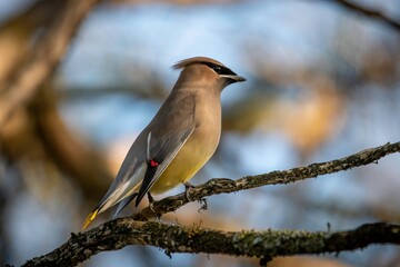Cedar Waxwing