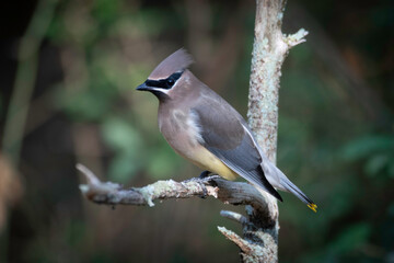 Cedar Waxwing