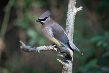 Cedar Waxwing