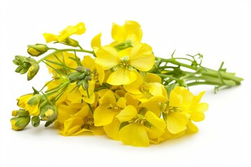 Obraz premium Canola flowers with green stems are lying on a white background