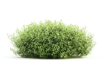 green plant isolated