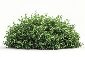 Obraz premium green plant isolated