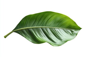 Fototapeta premium green plant isolated
