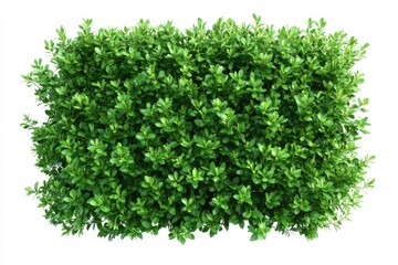 Naklejka premium green plant isolated