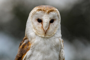 A close up picture of a female Barn Owl