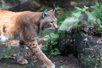 Eurasian Lynx or northern lynx (in german Eurasischer Luchs oder Nordluchs) Lynx lynx