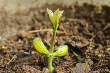 close up of green trees growing. easy to grow tree seedlings. ecology, environment