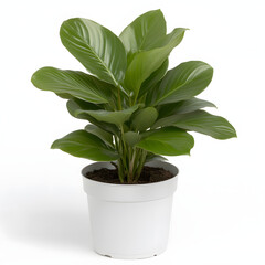 calathea makoy plant decoration