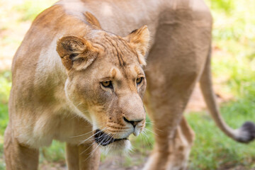 Lioness lion (in german Löwin) Panthera leo