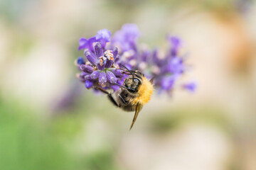Close up of bumblebee on violett blooming lavender