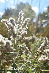 The fuzzy flower bloom of Canada Goldenrod in the summer sun.
