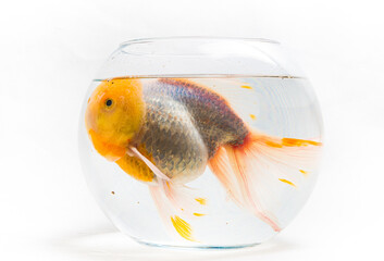 Big sad silver goldfish with orange head in too small rounded fish tank on white background