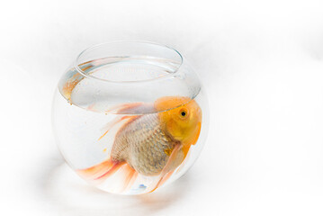 Big sad silver goldfish with orange head in too small rounded fish tank on white background