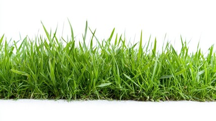 Fototapeta premium A lush border of vibrant green grass blades isolated on a clean white background.
