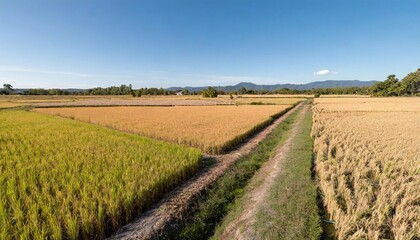 Golden Rice Paddy Field Ready for Harvest under a Bright Blue Sky