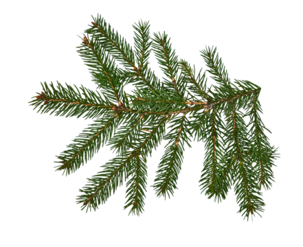 Fresh green fir branch isolated on a white background. Transparent PNG