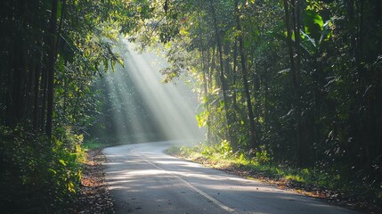 Obraz premium Serene forest road with sunlight filtering through trees.