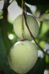Two green mangoes are shown hanging from a tree branch.