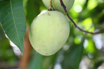 Two green mangoes are shown hanging from a tree branch.