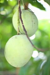 Two green mangoes are shown hanging from a tree branch.