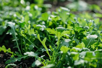 Obraz premium Close up of vibrant arugula plants thriving in fertile soil, bathed in sunlight, promising a healthy harvest