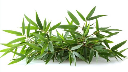 Fototapeta premium A lush green bamboo branch with slender leaves, ideal for decoration or nature-themed designs.