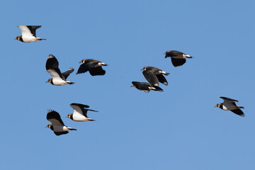 飛翔するタゲリの群れ