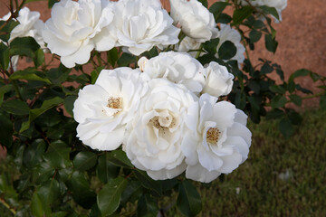 Floral. Closeup view of Iceberg roses spring blooming in the park.	

