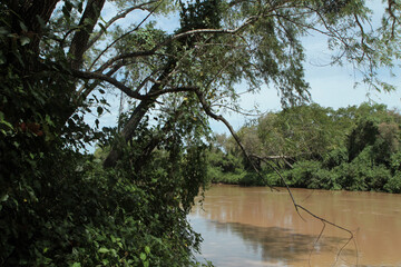 The brown water Paraná river flowing across the tropical rainforest in Pre Delta national Park, Entre Ríos, Argentina