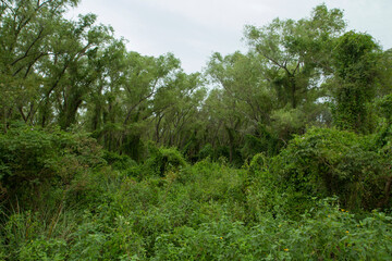 Panorama view of Pre Delta national park green forest and lush vegetation with beautiful foliage texture