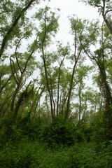 Fototapeta premium Magical view of the tall trees and green lush vegetation in Pre Delta national park