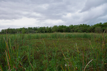 Fototapeta premium Marshland. Panorama view of the aquatic plants Eichornia azurea, also known as camalotes, and reeds growing in the tropical rainforest lowlands